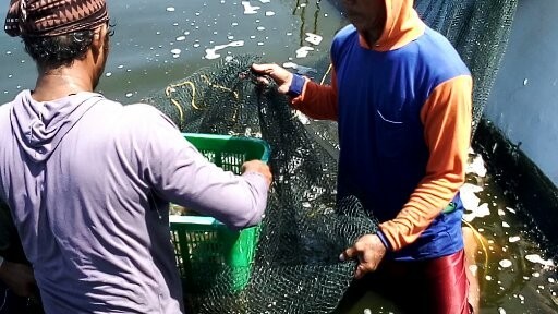 TAMBAK UDANG KEBURUHAN MENGANGKAT EKONOMI WARGA