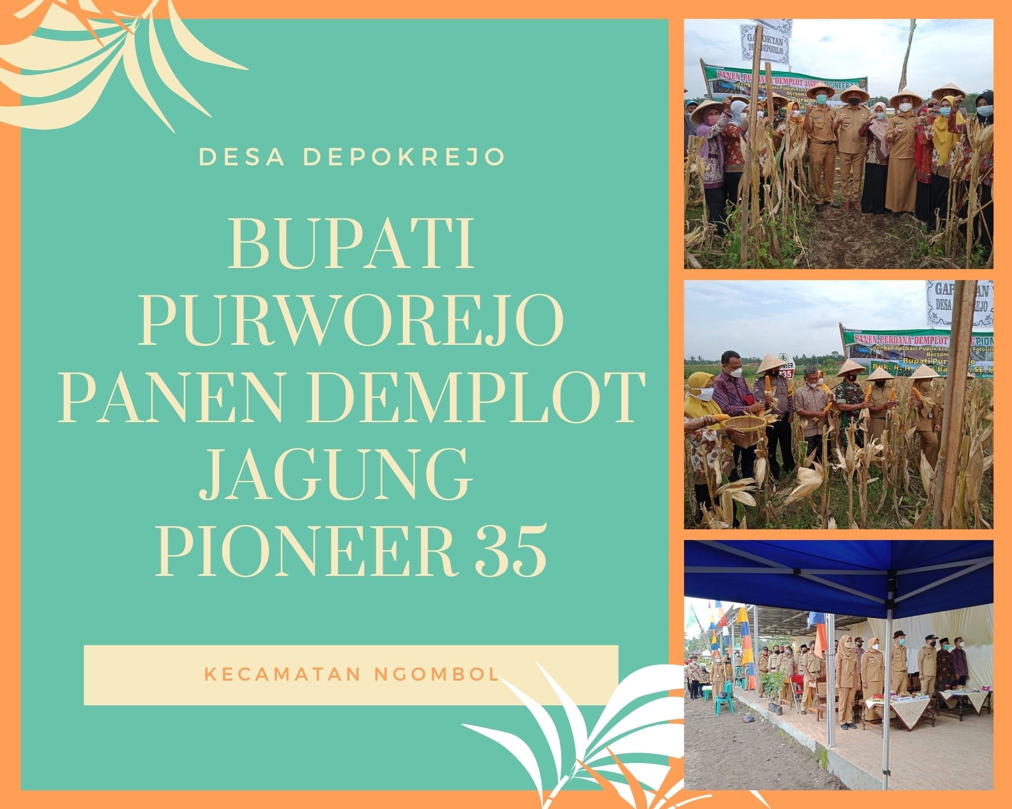 BUPATI PURWOREJO PANEN DEMPLOT JAGUNG  PIONEER 35